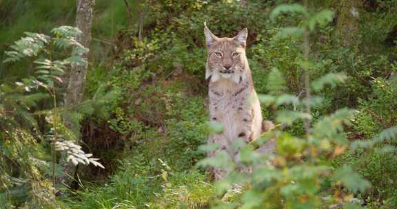 山猫坐在夏日森林里，在阴影中寻找猎物