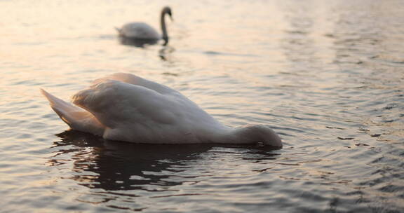 湖中的天鹅优美天鹅游泳摇尾巴鸳鸯戏水