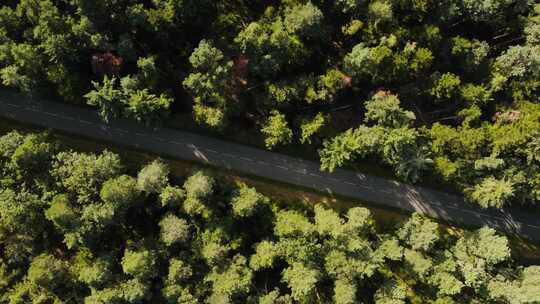 森林中道路的鸟瞰图