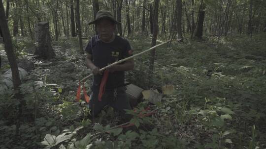 长白山采参人视频素材41视频素材模板下载