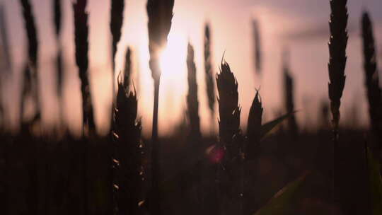 夕阳下的小麦农作物 黄昏麦田