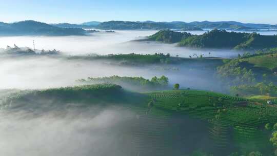 航拍云雾缭绕的茶山