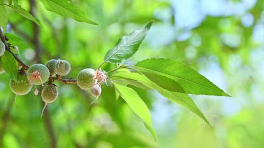 春天阳光下的桃树树叶发芽结果果实特写