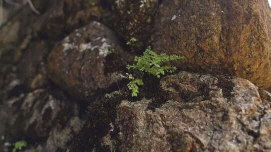 石缝中的绿色生命