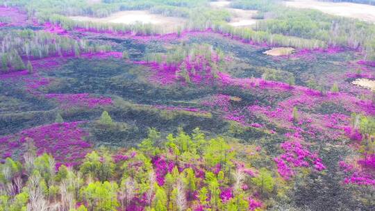 毕拉河杜鹃花 4k高清视频