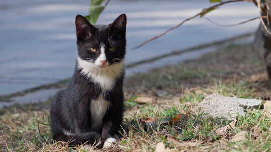 流浪猫在街头