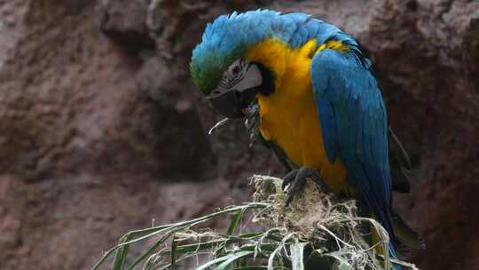 蓝黄金刚鹦鹉-大型南美鹦鹉