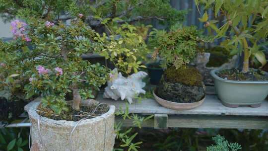 多盆盆栽植物近景