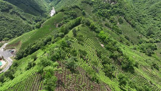 信阳茶山