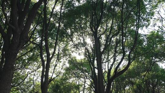 夏天的阳光逆光透过绿色的树林