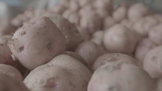 春天种植红土豆LOG视频素材