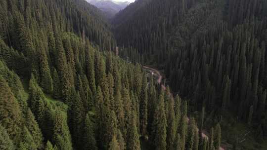 航拍新疆森林雪山风景