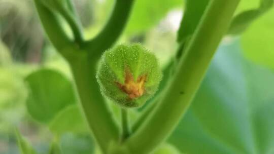 麻梭子植物特写镜头