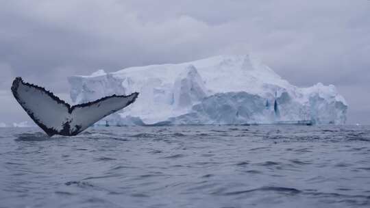 南极洲雪山海豚