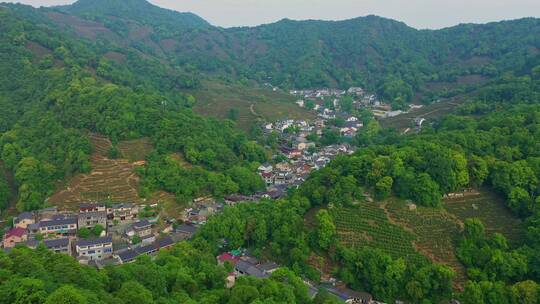 杭州龙井村