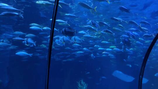 海洋世界 鱼群