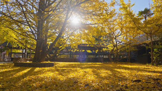 【6K】午后阳光打在满是金黄的银杏院落上