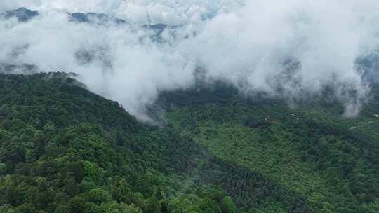 川西王岗坪景区航拍云海雪山壮丽风光