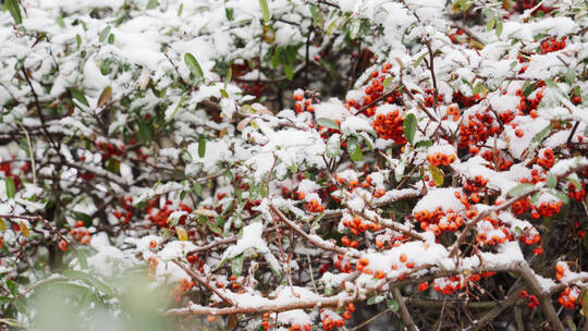 4K北方冬天冬青树果子上飘雪实拍视频