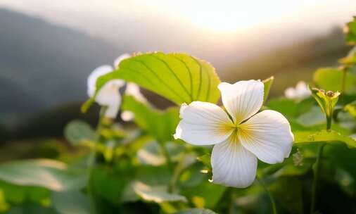 茉莉花 花 茉莉花茶 采茶 (3)