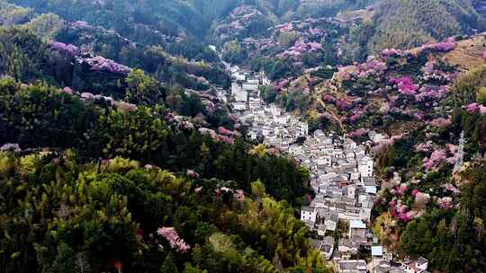 航拍春季的安徽黄山歙县卖花渔村梅花花海