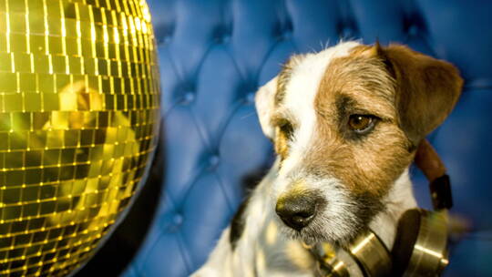 狗狗坐在金色的迪斯科球旁边视频素材模板下载