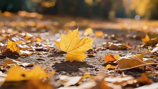 地面散落的秋天黄色树叶