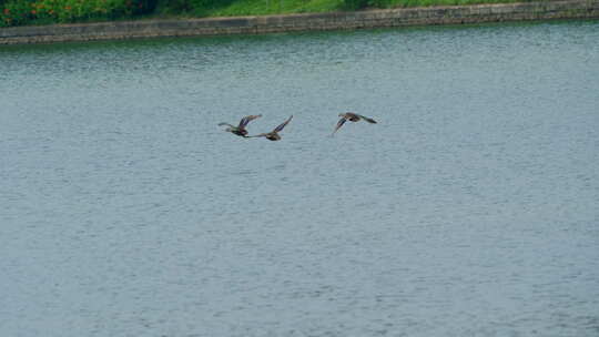湖面飞行中的野鸭