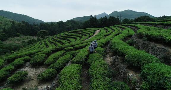 茶园 茶叶 茶 茶山 茶文化