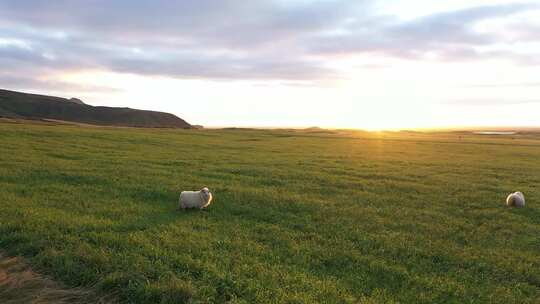 草原 草地 绵羊 羊群