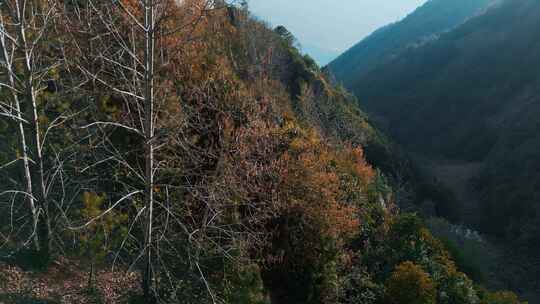 云南香格里拉原始森林