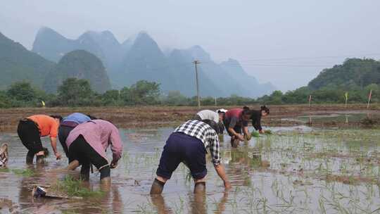 农民在水田中弯腰插秧的场景