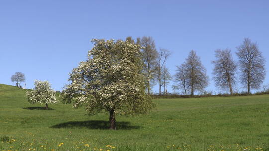 植物-草原牧场上盛开白花的树