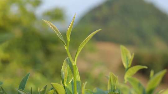 嫩绿茶树茶叶特写