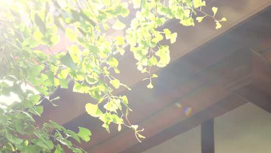 江南园林建筑植物光影