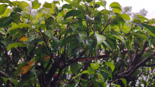 雨中路边绿化植物视频素材模板下载