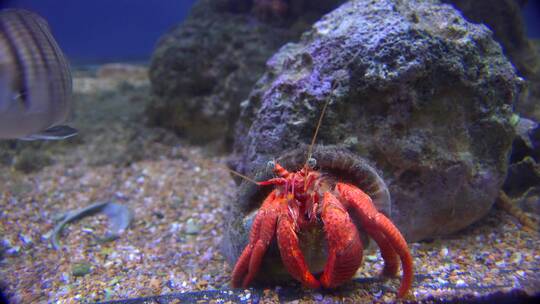 水族馆里的龙虾