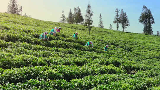 茶茶叶采茶茶文化茶农茶园