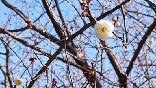 白色的梅花在早春阳光明媚的下午开放1