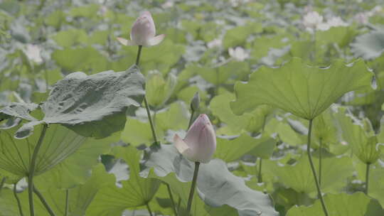 池塘里生长的荷花盛开的荷花slog3实拍