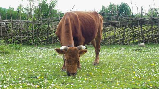 一头黄牛在草地上吃草