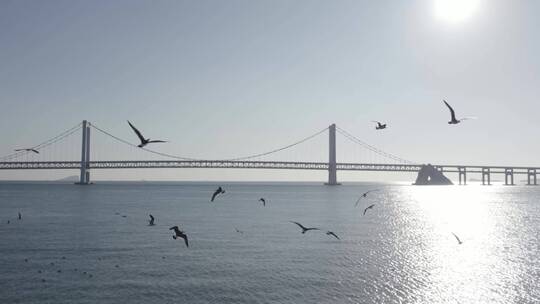航拍星海湾跨海大桥日落4k视频