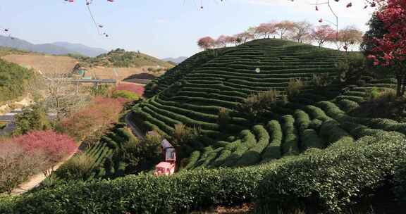 福建漳平龙岩永福樱花茶园 春天火车