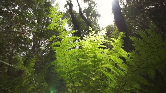 蕨类植物旋转镜头视频素材模板下载