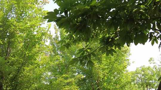 城市绿化夏日阳光树枝树叶植物鲜花实拍