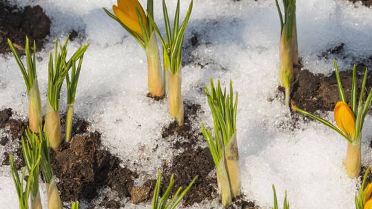 春天冰雪消融的植物延时