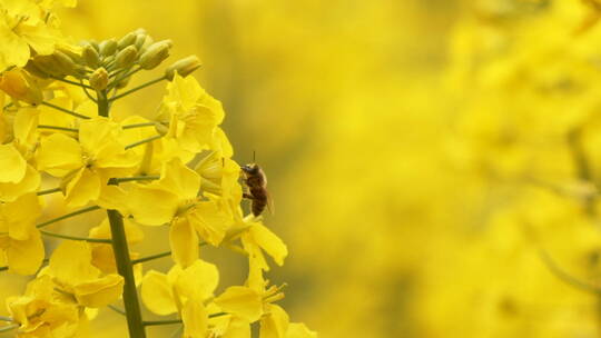 春天金黄色的油菜花田野里蜜蜂飞舞