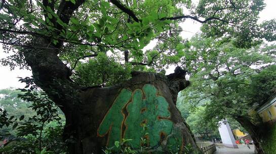 寺院古树 天童寺视频素材模板下载