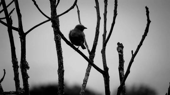 雾中站在枝头的鸟