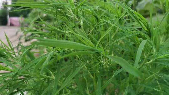 绿色小草植物